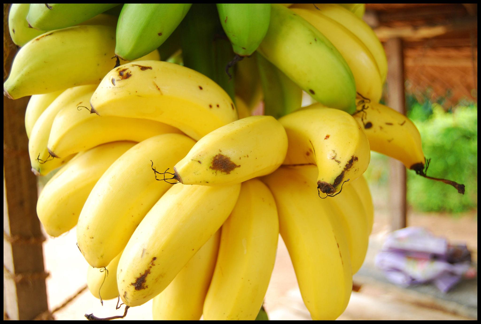 banana